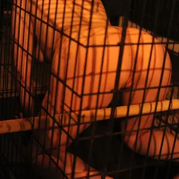 Leila Hazlett に ケージの中のカット (写真 3) Leila Hazlett に 'Kink Partners' ケージの中のカット (サムネイル 3)